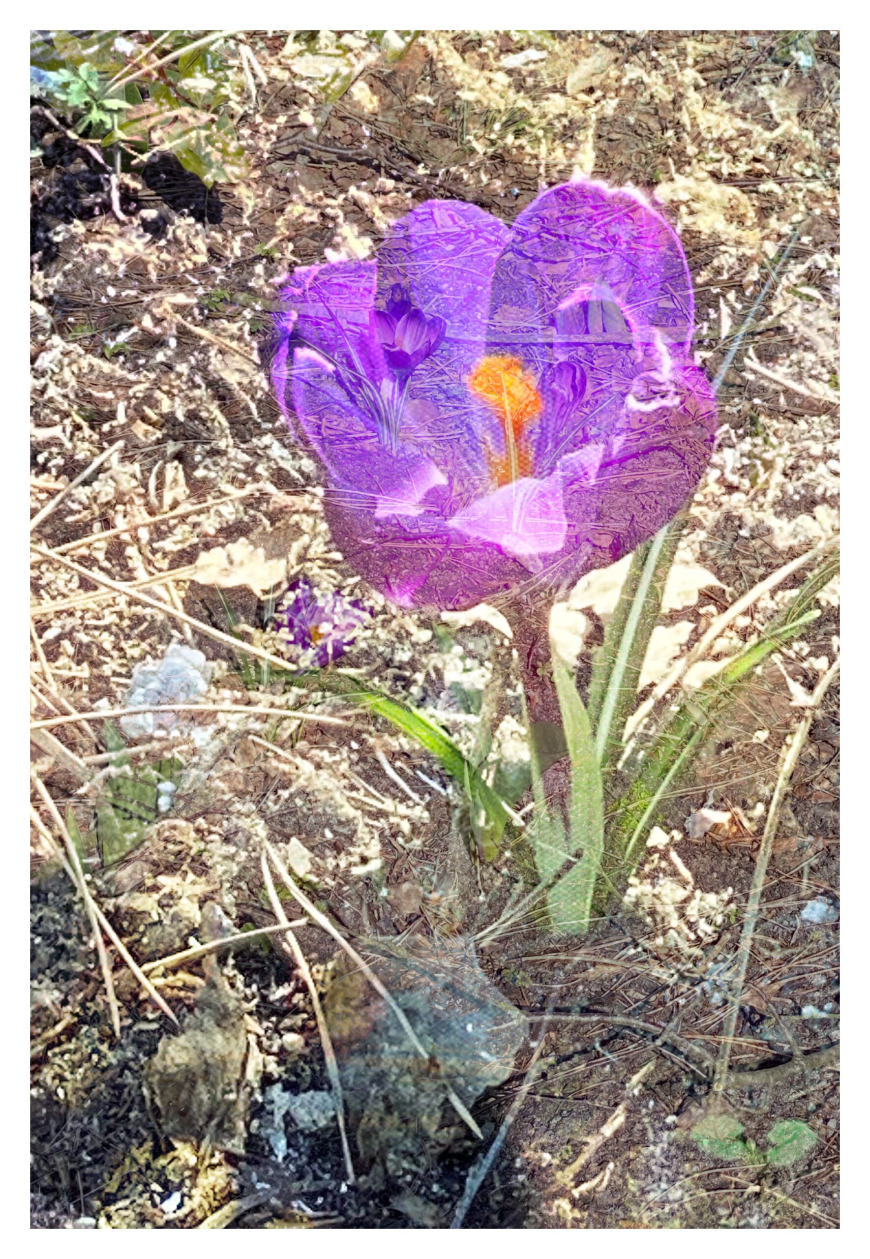 Blume